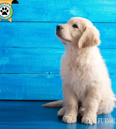 Golden Retriever Quality+ Package