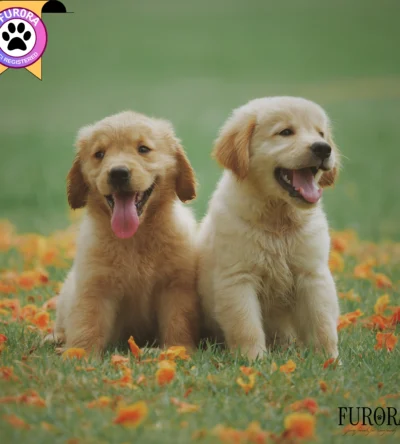 Golden Retriever KCI Package
