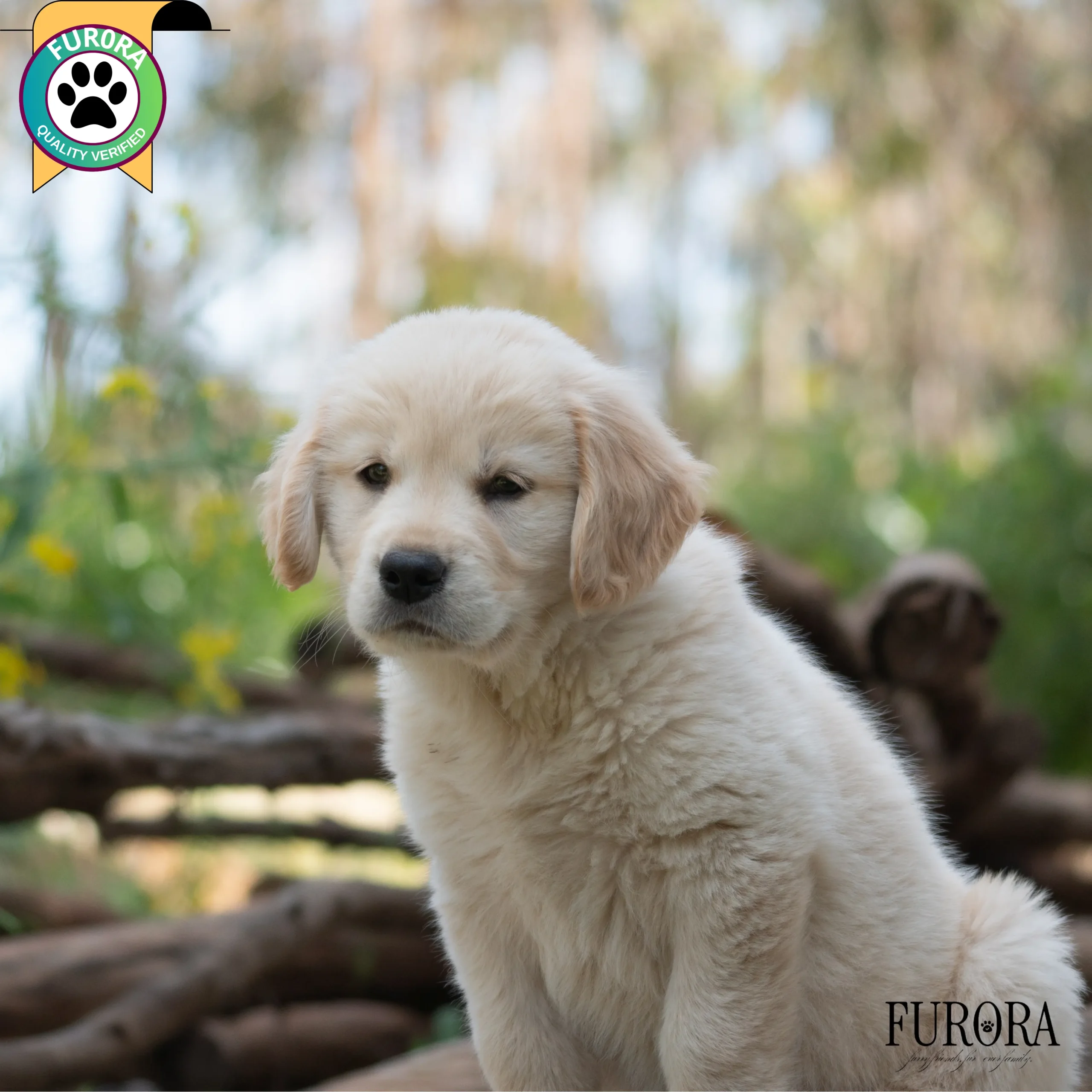 Golden Retriever Quality+ Package - Image 2