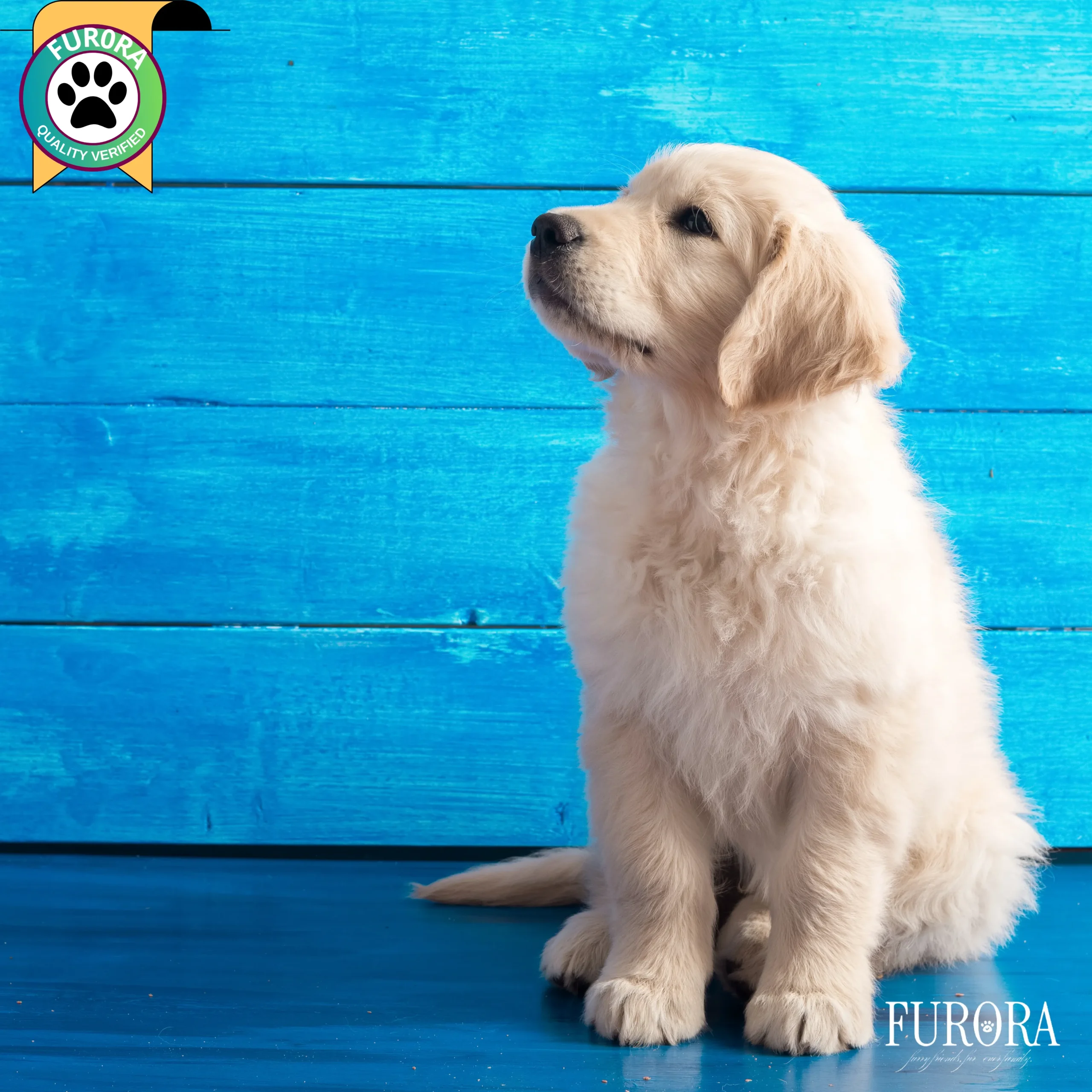 Golden Retriever Quality+ Package