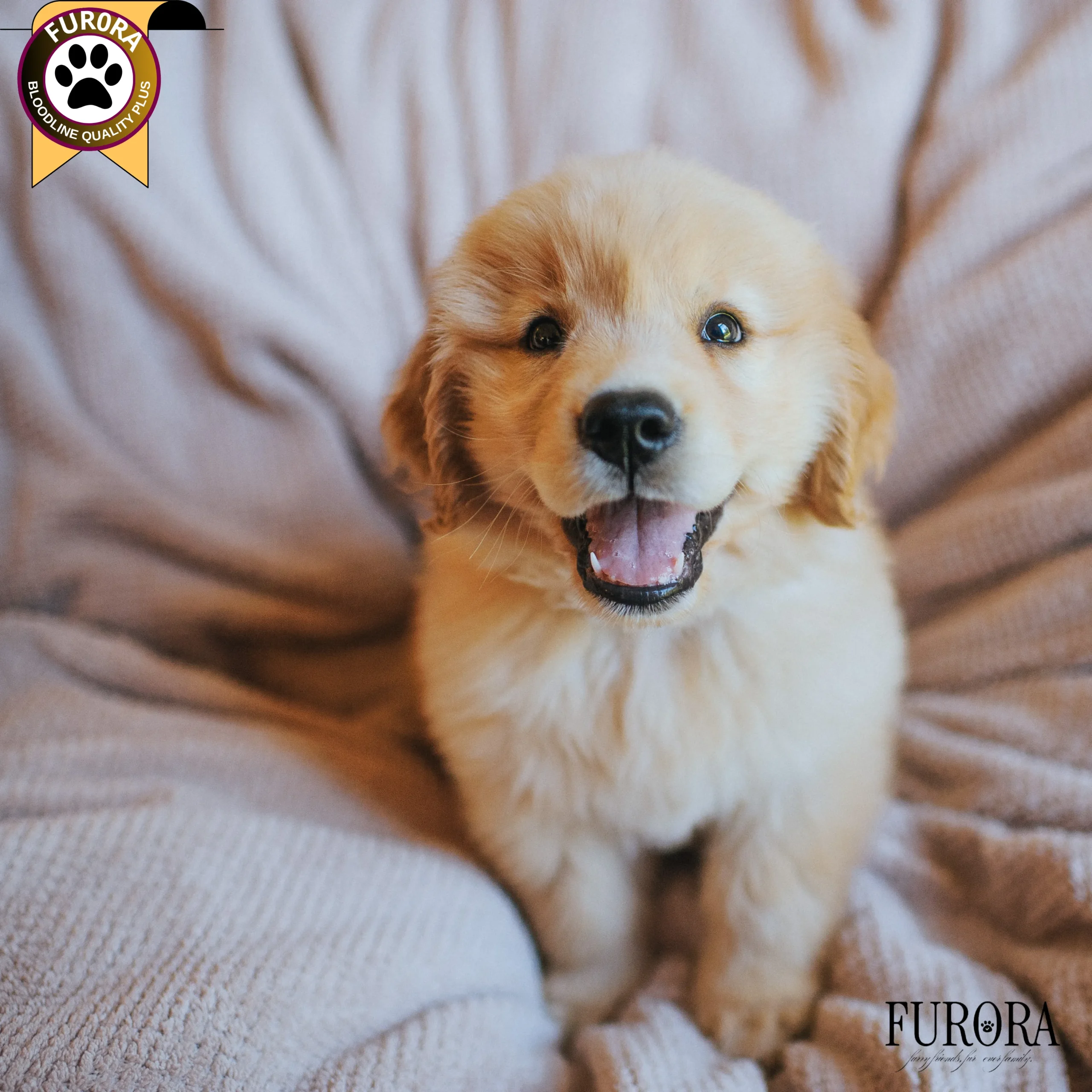 Golden Retriever Bloodline+ Package - Image 3