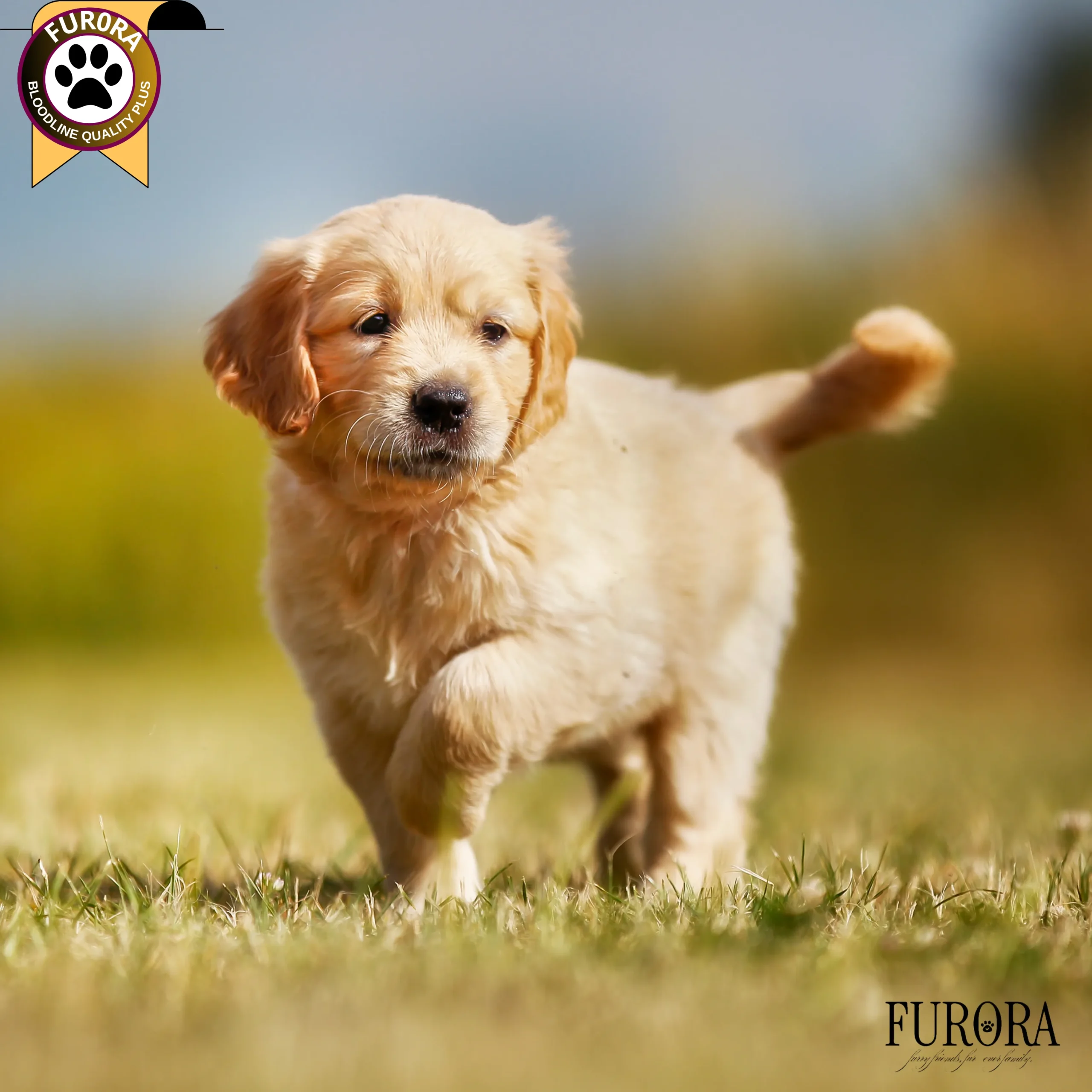 Golden Retriever Bloodline+ Package - Image 2